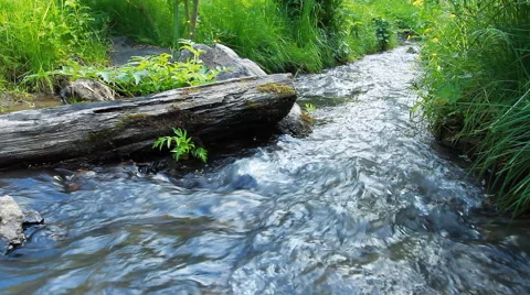 Calm River In Forest Stock Footage 40310387