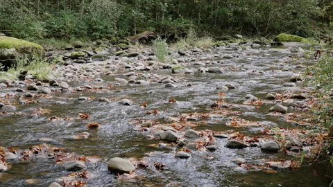 Calm River in Forest Stock-Footage 300380097