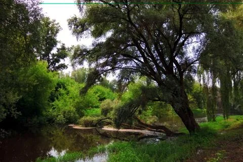 Calm river in forest Stock Photos