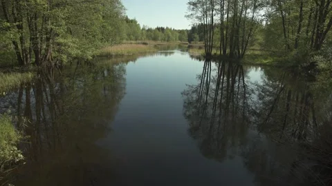 A calm river in a forest with reflections Stock Footage 159981064