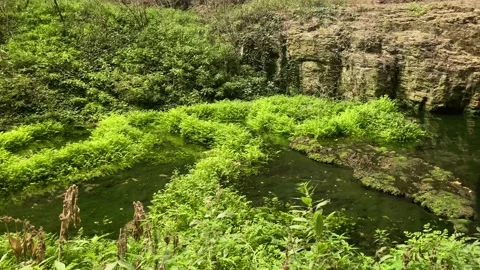 Calm river with greenery Stock Footage 159784268