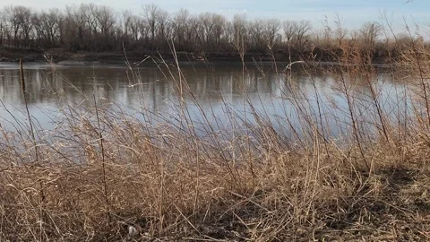 Calm river with leafless trees and dry grasses along riverbank Stock Footage 331322335