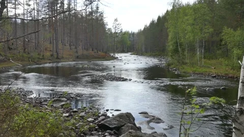 Calm river meanders through dense forest, with rocks and trees along its banks. Stock Footage 318196275