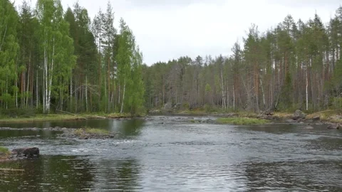 Calm river meanders through a dense forest, with rocks and trees along its banks Stock Footage 318196293