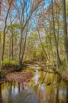 Calm river in the middle of a forest in fall where twigs and logs have fallen 스톡 사진