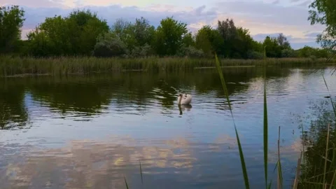 Calm River or Lake at Dusk with Reeds and Trees Stock Footage 326277905