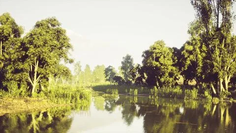 Calm river reflecting trees under bright sky in a serene landscape Stock Illustration