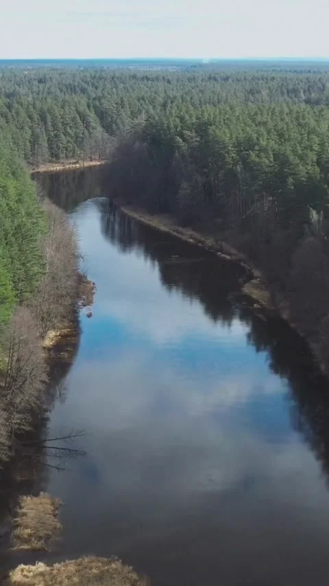 Calm river reflects sky amidst green pine forest trees Video stock 334168951