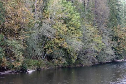 A calm river running through fall trees Stock Photos