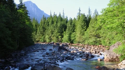 Calm river running through a green forest, BACKGROUND Stock Footage 251937696