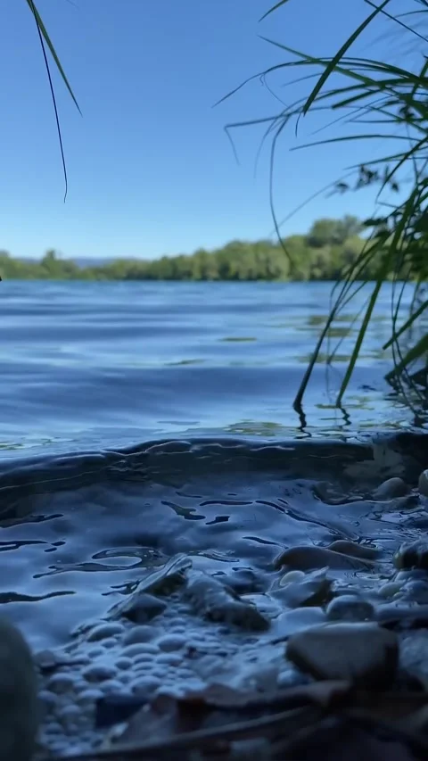 Calm River Scene with Gentle Waves and Grass Stock Footage 335161856