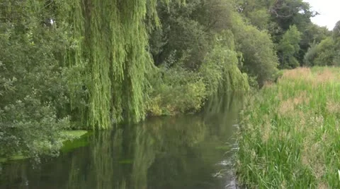 Calm River Scene with Willow Tree Stock Footage 11857643