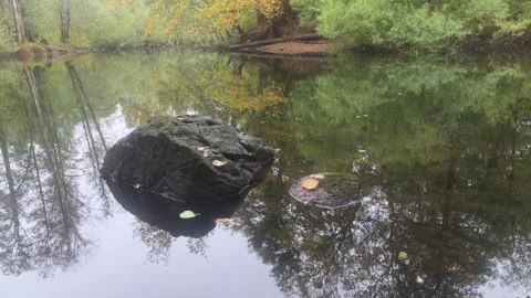 Calm River With A Single Large Dark Rock And Green Foliage Stock Footage 348068474