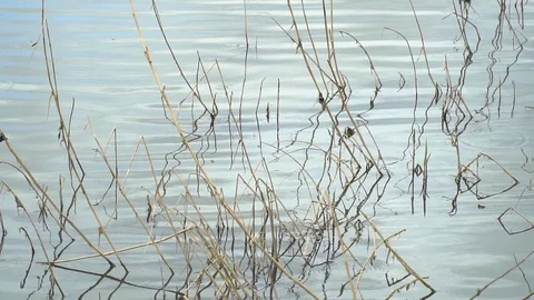 Calm river in spring Stock Footage 107194044