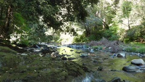 A calm river stream flowing through a dense forest Stock-Footage 164579359