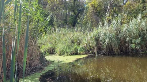 Calm river stream surrounded by dense green reeds and trees Stock Footage 319252487
