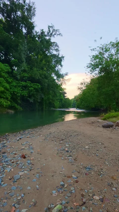 Calm River Stream Surrounded by Lush Trees Video stock 308767914