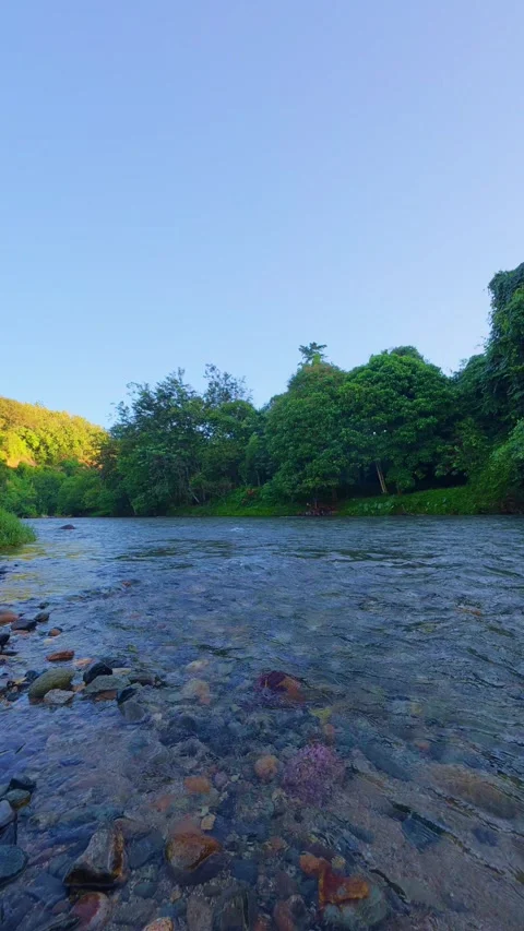 Calm River Stream Surrounded by Lush Trees Stock Footage 308768233