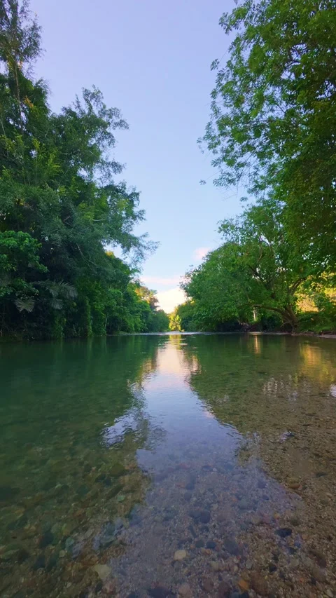 Calm River Stream Surrounded by Lush Trees Stock Footage 308768260