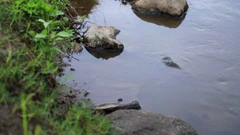 Calm River Stream Water Flowing Past Rocks and Green Grass Bank Stock Footage 346443647