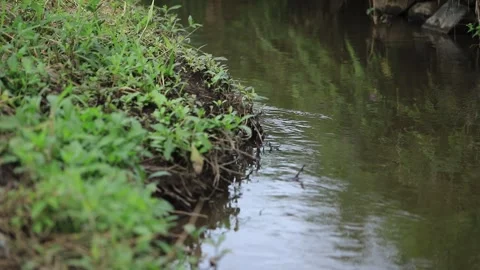 Calm River Stream Water Flowing Past Green Grassy Dirt Bank Stock Footage 346443890