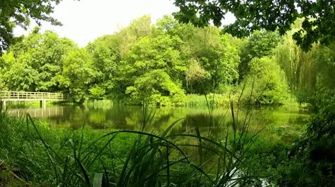 Calm River in Summer Stock Footage 11857498