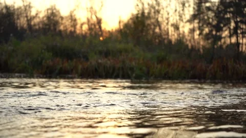 Calm river in summer at sunset, insects fly over the river Stock Footage 140508969