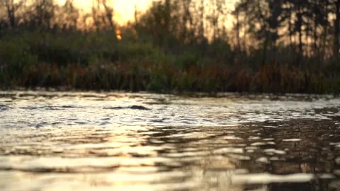 Calm river in summer at sunset, insects fly over the river Stock Footage 140605330