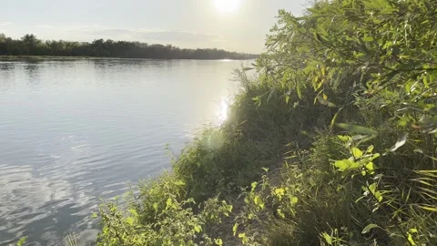 Calm River Sunset Viewed From the Shore With Lush Greenery Around Stock Footage 319711698