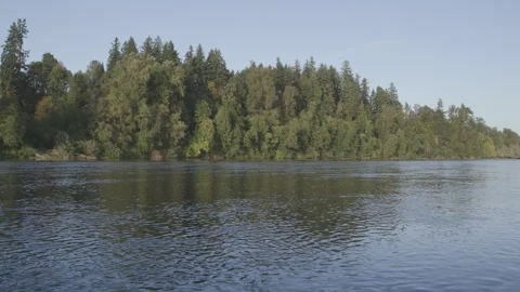 Calm River Surface With Evergreen Trees in Background Stock Footage 333424573