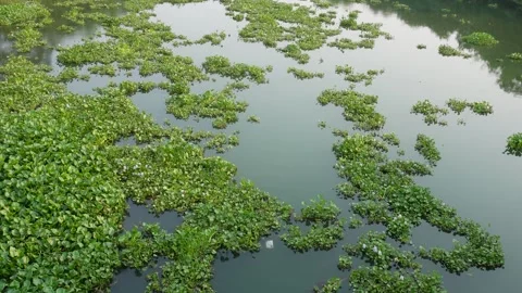 Calm River Surface Stock Footage 333923930