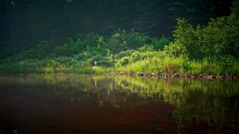 Calm river surface with forest shoreline Stock Footage 333416939