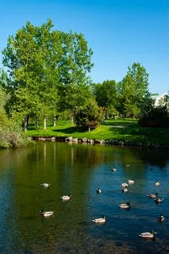 Calm river surface reflecting green trees on a sunny day Stock Photos