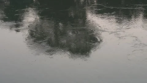 Calm River Surface with Tree Reflections Stock Footage 326149732