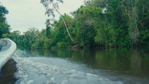 Calm river surrounded by dense Amazon rainforest in Ecuador Video stock 345156657