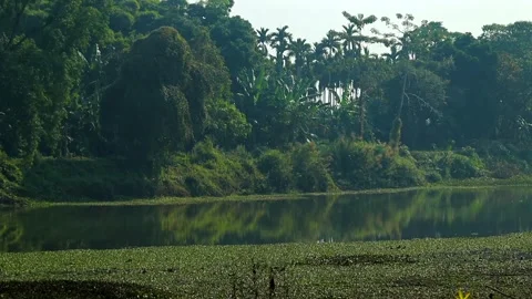 Calm river surrounded by dense green forest and tropical trees Video stock 327515254
