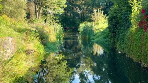 Calm River Surrounded by Green Vegetation Stock Footage 318098477