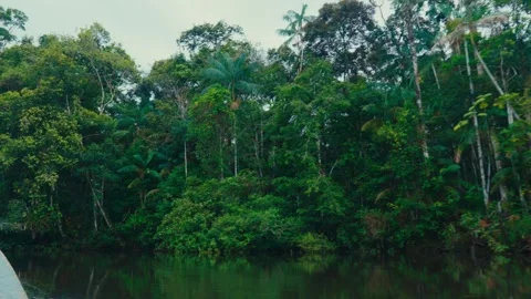 Calm river view from a boat surrounded by dense Amazon rainforest in Ecuador Video stock 345158585
