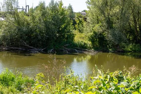 Calm river water with fallen tree branches near green dense bushes Stock Photos
