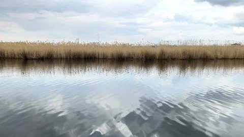 Calm river water reflects cloudy sky near bank with dry reed. Stock Footage 342259608