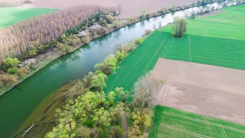 Calm river winds between a row of tall pale poplars and lush green crop field, Stock Footage 347017416