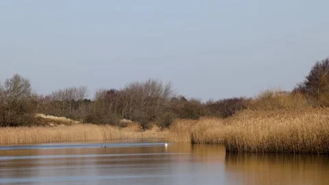 A calm river winds through golden reed beds under a clear, pale blue sky. Stock Footage 305711264