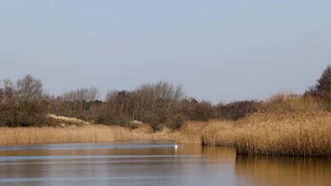 A calm river winds through golden reed beds under a clear, pale blue sky. Stock-Footage 305867550