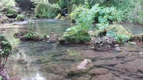 Calm river in the woods Stock Footage 244011704