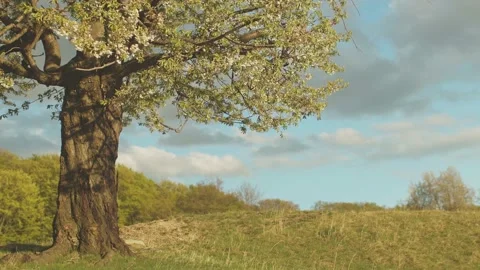 Calm romantic sunset in the forest. Tree close up Stock Footage 186634204