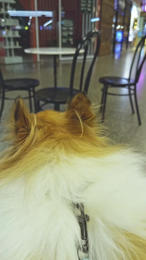 Calm Rough Collie Dog Sitting Indoors Observing Shopping Mall Stock Footage 313823859
