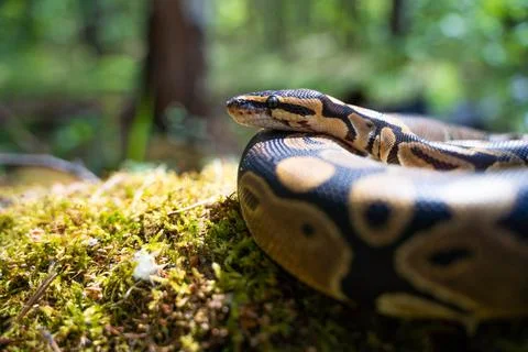 A calm royal python, rolled up in a ball, lies on the ground in the forest. The Stock-Fotos