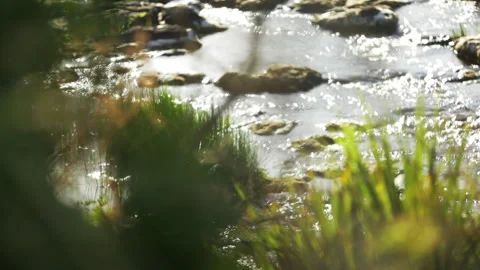 Calm running water in a stream Stock Footage 262293028