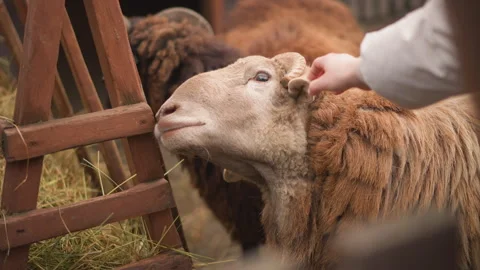 Calm rural setting showing sheep being gently petted by caretaker, Warm Stock Footage 329449010