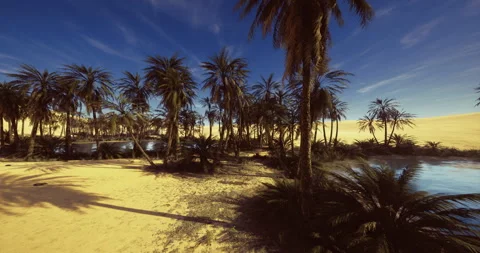 Calm sandy landscape featuring lush palms and reflective lagoon under sunny sky Stock Footage 347196159